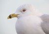 Ring-billed Gull at Westcliff Seafront (Steve Arlow) (27182 bytes)